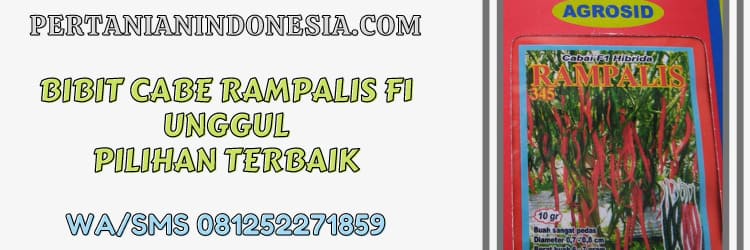 bibit cabe rampalis f1,agrosid,unggul,terbaik,cabe keriting